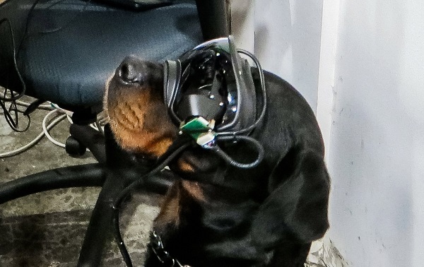 Prototyp AR okuliarov, ktoré sú určené na poskytnutie vizuálnych podnetov do zorného poľa vojenského psa, čo umožní psovodom diaľkové zadávanie povelov.
