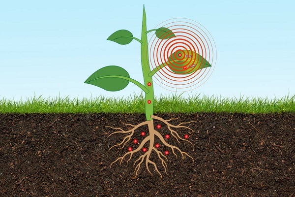 Nano senzor v rastlinnom tkanive sleduje hladiny arzénu v reálnom čase.