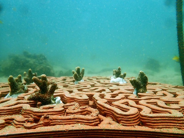 3D tlačené hlinené dlaždice ako ekologická pomôcka pre obnovu koralových útesov.