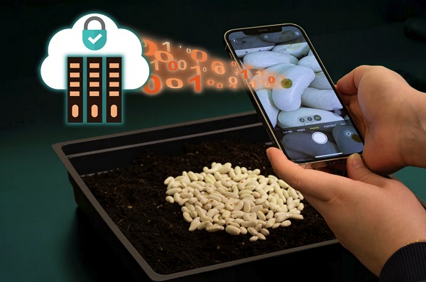 Značky semien by sa mohli nasnímať pomocou smartfónu a potom porovnať s online databázou spoločnosti vyrábajúcej osivá.
