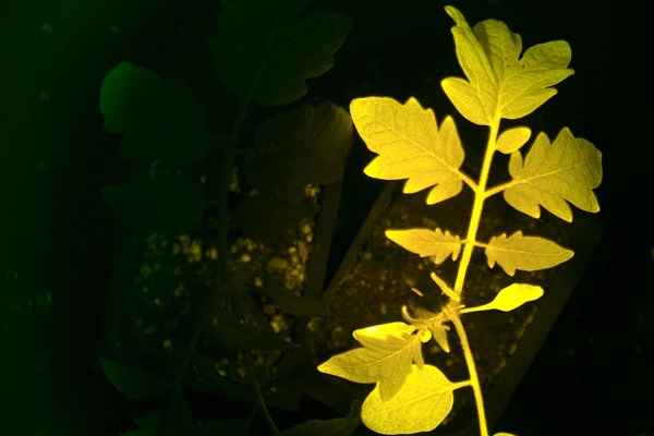 Plodina InnerTomato fluoreskuje žltou farbou vedľa konvenčnej plodiny.