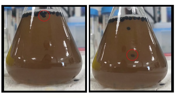 Na týchto dvoch fotografiách je vidieť, ako BioBoty uvoľňujú plynný oxid uhličitý na povrch banky sladiny (vľavo), potom klesajú, aby pokračovali vo fermentácii cukrov (vpravo).