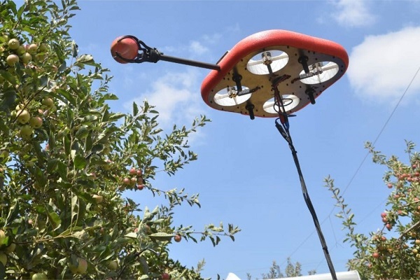 Autonómny dron na zber ovocia Tevel FAR pri zbieraní jabĺk.