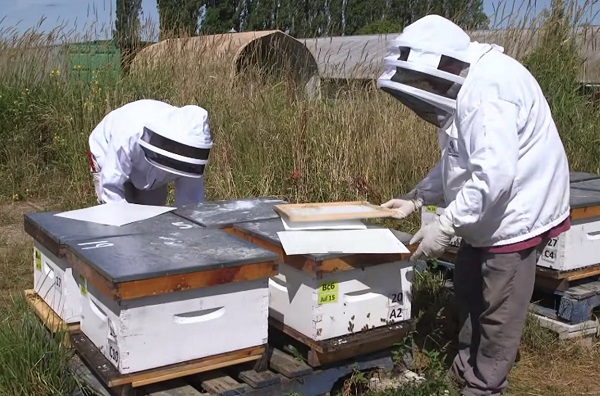 Členovia výskumného tímu v rámci štúdie umiestňujú do včelích úľov lepkavé listy papiera, ktoré zachytávajú mŕtve roztoče.