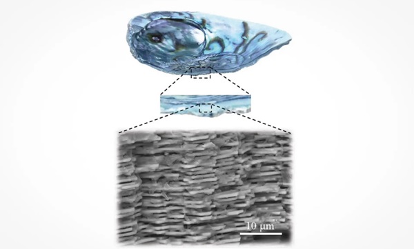 Prírodná perleť sa skladá z plátov aragonitu zlepených hyperelastickým biopolymérom.
