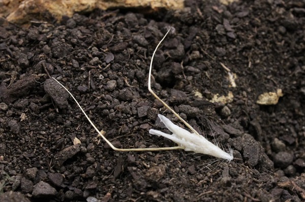 Biohybridný robot HybriBot bol úspešne použitý na dodávanie semien rastlín do pôdy, hliny a piesku.