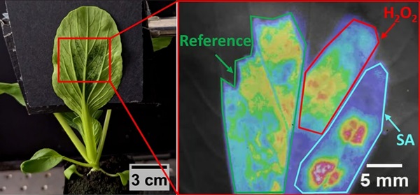 Na účely štúdie boli rôzne časti jednotlivých listov rastlín ošetrené nanosenzormi snímajúcimi kyselinu salicylovú (modrá), nanosenzormi snímajúcimi peroxid vodíka (červená, vpravo) a inertnými kontrolnými nanosenzormi (zelená).