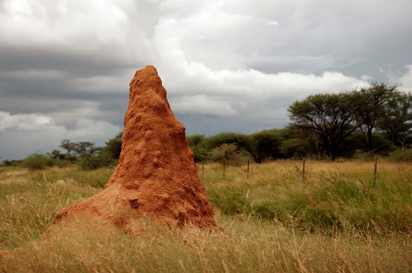 Výskumníci študovali termitiská postavené termitmi Macrotermes michaelseni, aby zistili, ako sú schopné ovládať vnútornú klímu stavby.