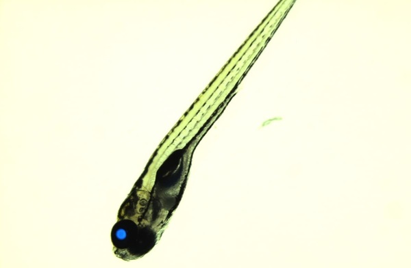 Larválna forma transgénnych zebričiek, ktoré majú v očiach selekčný marker s cyan fluorescenčným proteínom.