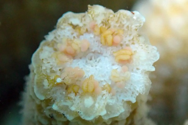 Jeden z nových koralov, ktorý sa pripravuje na trenie, ukazuje ružové vajíčka a balíčky spermií.