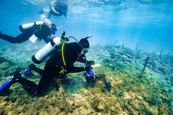 Vedci navštívili jedno z miest s koralmi posilnenými procesom Coral IVF na časti útesu neďaleko austrálskeho ostrova Heron.