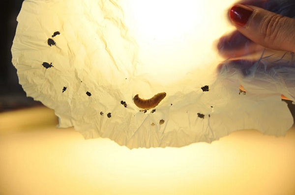Vedci identifikovali enzýmy v slinách voskových červov, ktoré dokážu rozložiť plastové vrecká za niekoľko hodín.