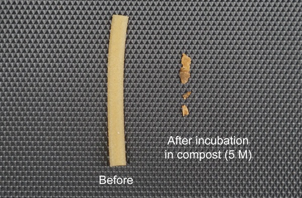 Vzorka TPU plastu s bakteriálnymi spórami pred (vľavo) a po 5-mesačnej inkubácii v komposte (vpravo).