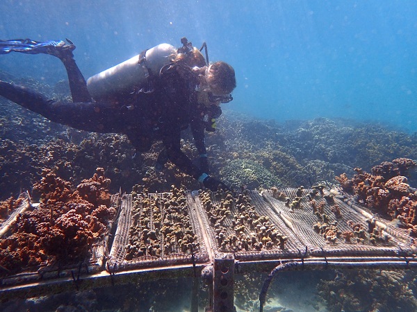 Katie Barott z Pennsylvánskej univerzity uskutočnila experimenty s transplantovanými tepluvzdornými koralmi na Havaji.