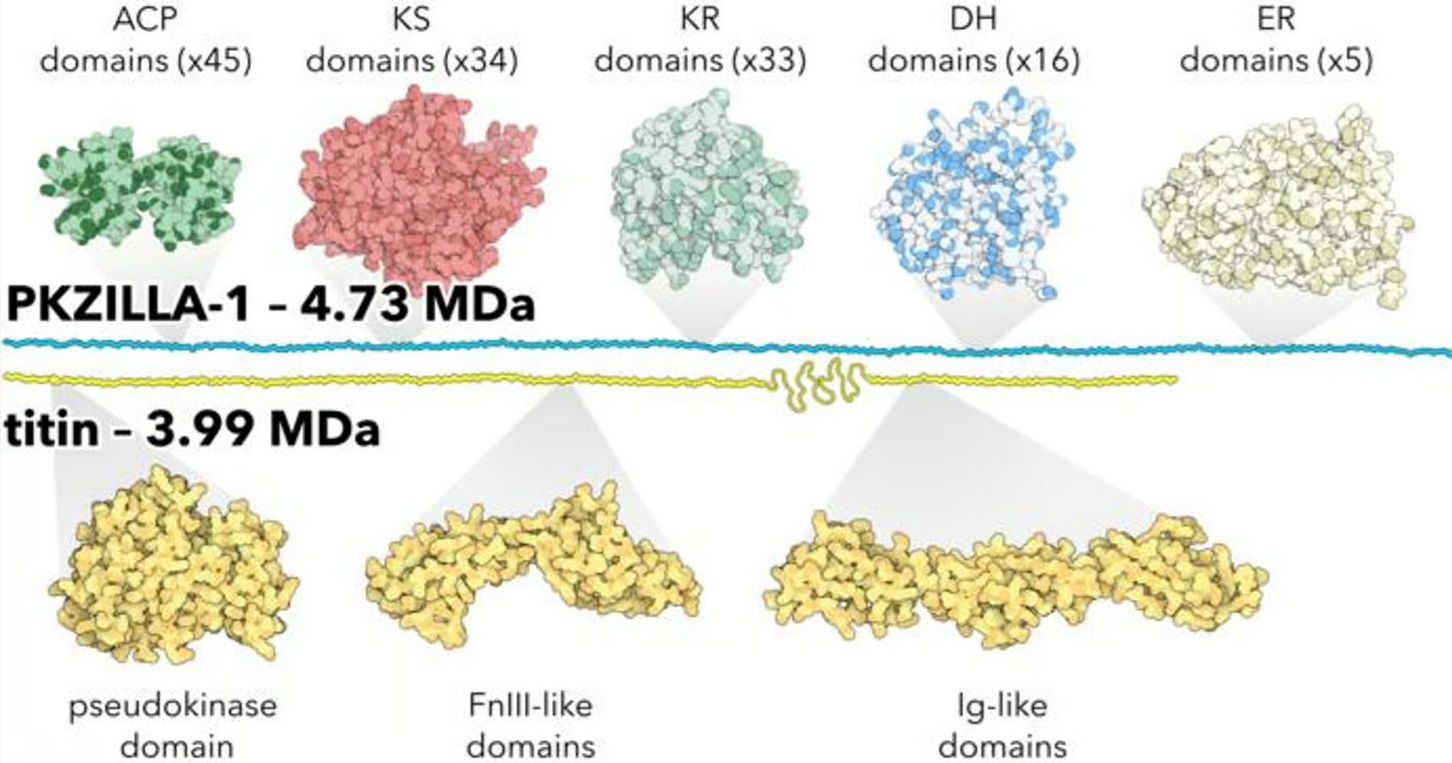 Diagram porovnávajúci PKZILLA-1 - najväčší známy proteín na svete - s predchádzajúcim rekordérom, titínom.