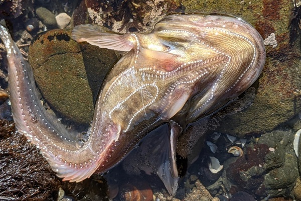 Porichthys notatus s jasne viditeľnými fotoformi ako vzor bielych bodiek na spodnej strane.