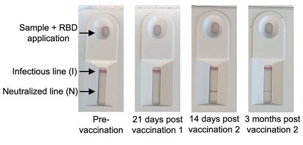 Klinické testovanie v priebehu niekoľkých mesiacov po očkovaní vakcínou COVID odhalilo, ako môže test poukázať na vzostup a pokles protilátkovej odpovede.