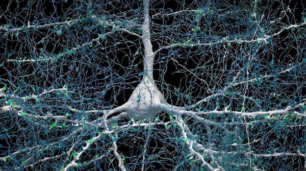 Jeden neurón (biely) sa spája s viac ako 5 000 axónmi (modrými) z iných neurónov prostredníctvom minimálne toľkých synapsií (zelený).