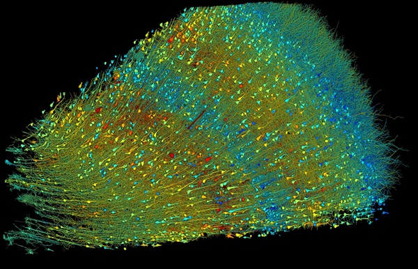 Výskumníci z Harvardovej univerzity a Google Research vytvorili komplexnú 3D mapu takmer každého neurónu v rámci malého výseku ľudského mozgového tkaniva.
