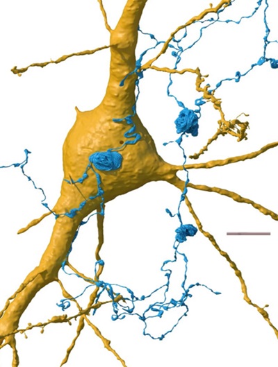 Detailný obraz excitačných neurónov, z ktorých každý má v jadre šírku asi 15 až 30 mikrometrov.