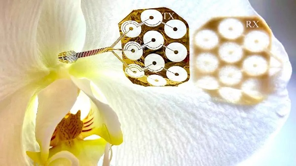 Prototyp iónového komunikačného zariadenia pripevneného na oboch stranách okvetného lístka orchidey.