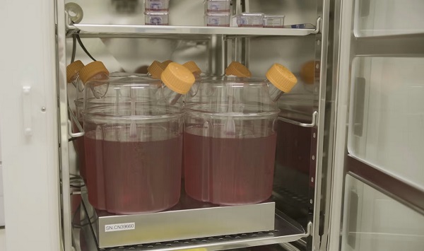 Banky s tekutinou na bunkové kultúry, v ktorých sa inkubujú červené krvinky na transfúziu.