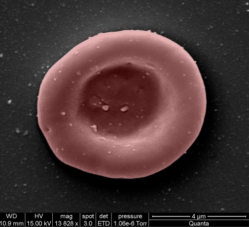 Mikroskopická snímka červenej krvinky kultivovanej v laboratóriu.