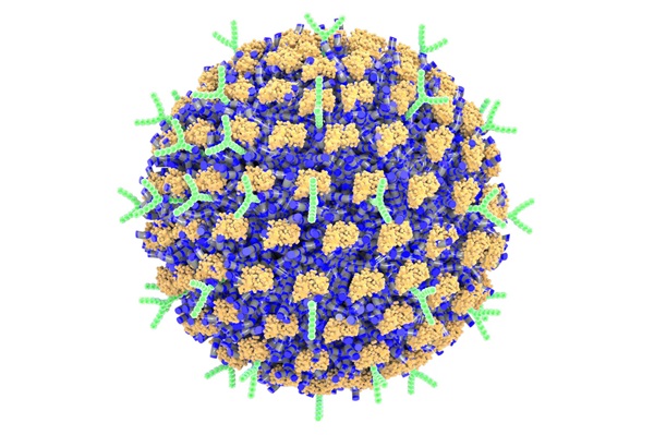 Výskumníci vytvorili nanočasticu zdobenú protilátkami, ktorá sa zameriava na bunky zodpovedné za alergické reakcie.