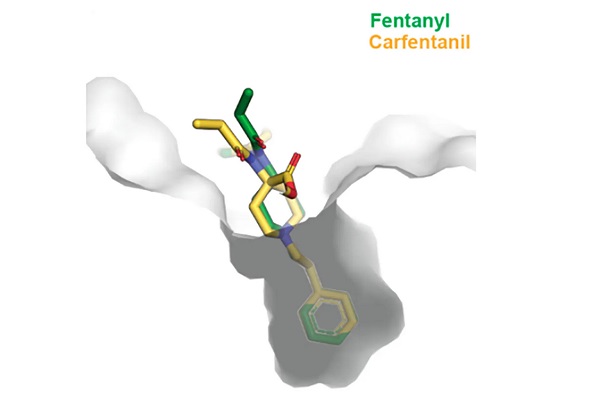 Vedci vytvorili protilátku, ktorá sa viaže na opioid fentanyl a jeho oveľa silnejší derivát karfentanil a blokuje jeho účinky.