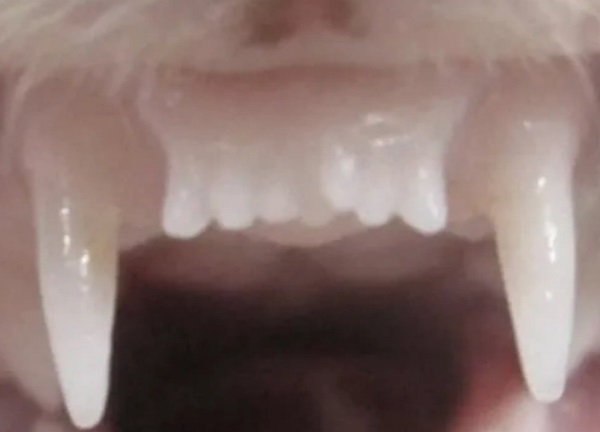 2,652 / 5,000 V štúdii na fretkách liek viedol k rastu nového zuba (štvrtého zľava) a tiež posilnil kosť v existujúcej sade.
