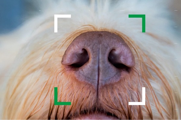 Mobilná aplikácia NOSEiD dokáže identifikovať psa podľa biometrických údajov jeho nosa.