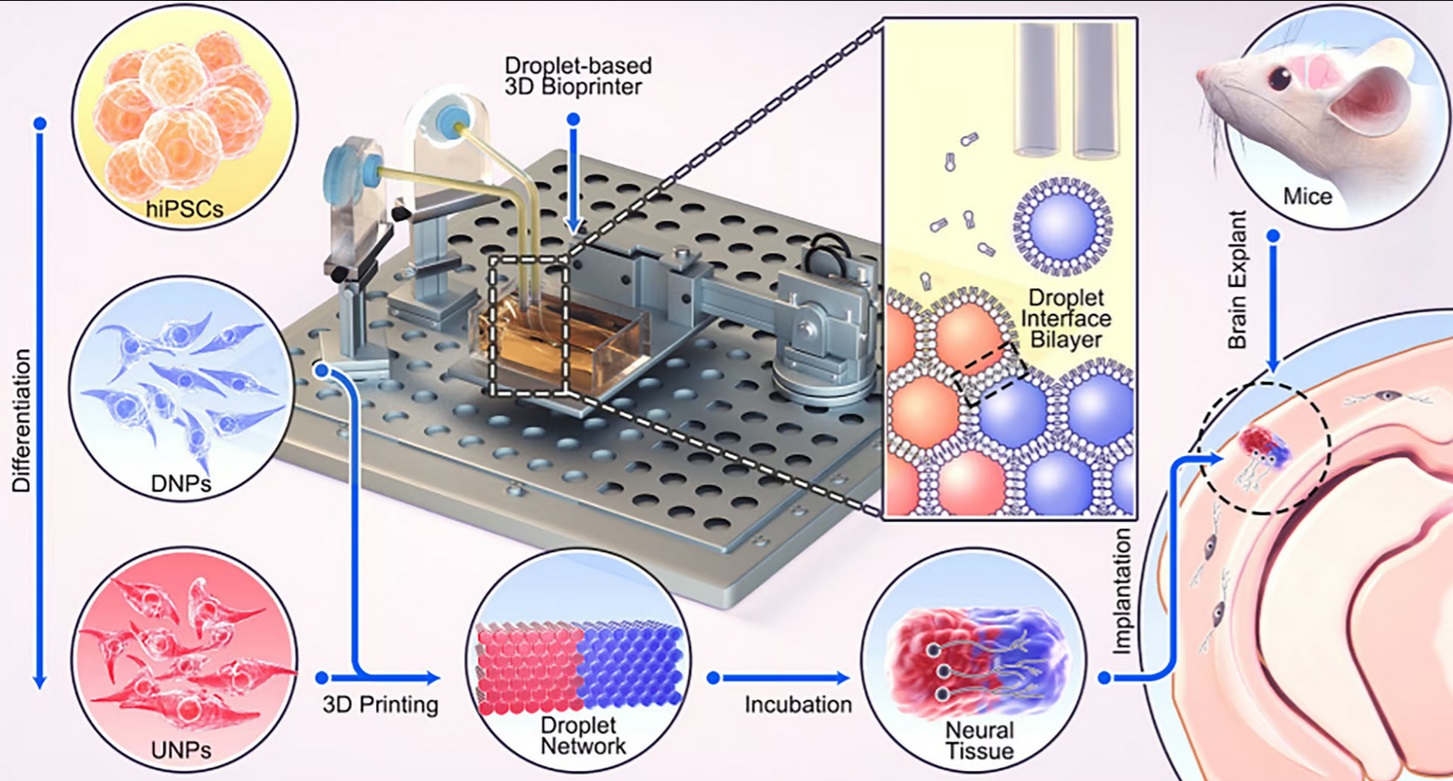 Grafické znázornenie procesu od diferenciácie kmeňových buniek po implantáciu 3D vytlačeného mozgového tkaniva.