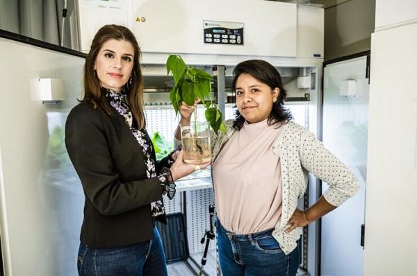 Dr. Eleni Stavrinidou a doktorandka Daniela Parker s biohybridnou rastlinou fazule.