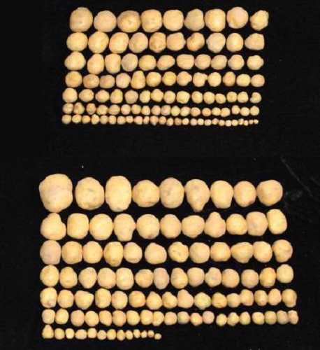 Porovnanie výnosov z nemodifikovanej rastliny zemiakov (hore) a modifikovanej rastliny (dole).