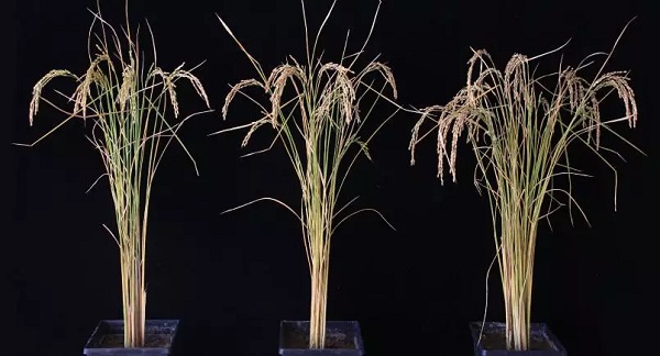 Rastlina ryže, v ktorej sa nachádza RNA (vpravo), produkuje až o 50 percent viac ryže v porovnaní s nemodifikovanými rastlinami ryže (vľavo a v strede).