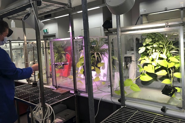 Výskumníci z Technologickej univerzity v Sydney testujú schopnosť rastlín tráviť látky znečisťujúce ovzdušie.