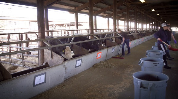 Kravy na farme počas nových experimentov.