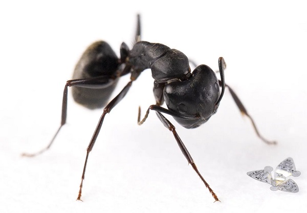 Nový miniatúrny okrídlený mikročip vedľa mravca pre určenie mierky.