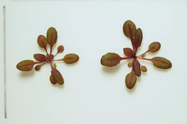 Normálne zelená geneticky upravená rastlina Arabidopsis thaliana v červenom výstražnom režime.