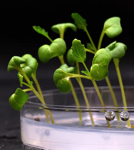 Umožnenie rastu rastlín v tme by mohlo pomôcť nakŕmiť astronautov.