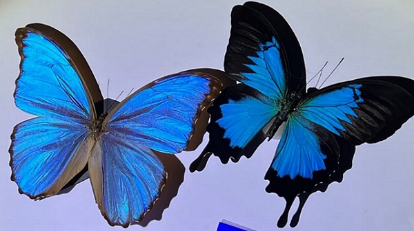 Nová tenká fólia inšpirovaná žiarivými farbami motýlích krídel by mohla pomôcť pasívne chladiť autá a budovy.