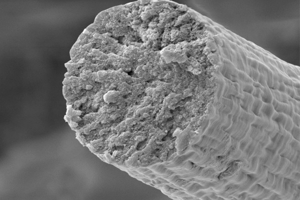 Snímok z elektrónového mikroskopu ukazuje syntetické svalové vlákno zostavené baktériami.