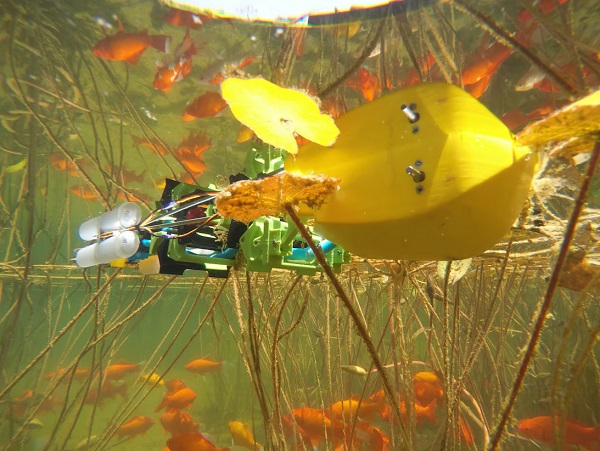 Pohľad na robota AmphiSAW pod vodou.