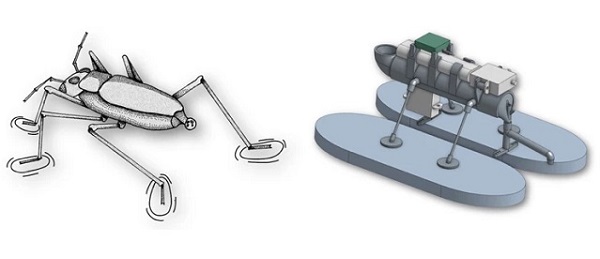 Ilustrácia korčuliarky obyčajnej (vľavo) vedľa nového robota.