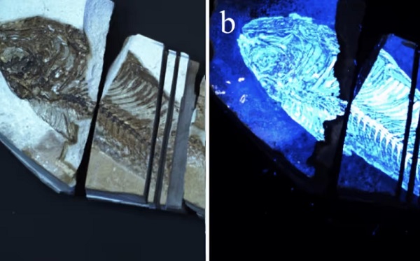 Vľavo: fosília ryby v bežnom viditeľnom svetle. Vpravo: skamenelina pri pohľade cez Biofinder s fluoreskujúcim organickým materiálom.
