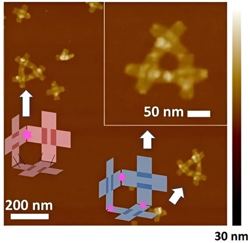 Trojrozmerné samoreplikujúce sa nanoroboty postavené len zo štyroch reťazcov DNA.
