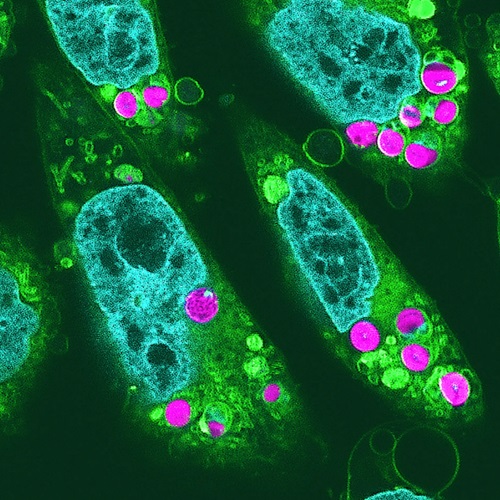 Obrázok živočíšnych buniek s vloženými chloroplastmi (purpurová) z fluorescenčného mikroskopu.