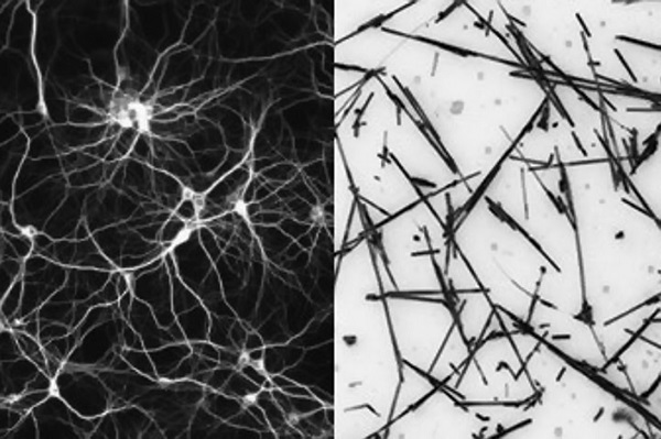 Neurónová sieť mozgu (vľavo) je emulovaná nanodrôtovou sieťou (vpravo), o ktorej výskum ukázal, že sa dokáže učiť a pamätať si ako ľudský mozog.
