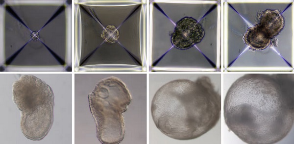 Syntetické embryo počas ôsmich dní vývoja.