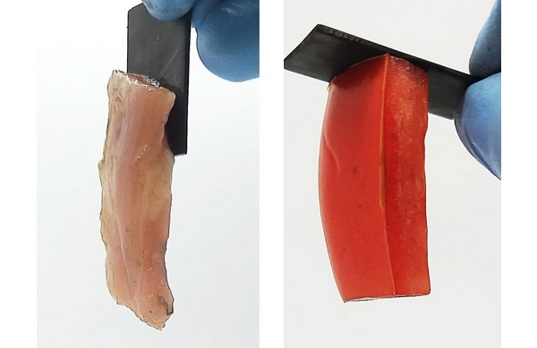 Vedci použili elektroadhéziu na reverzibilné spojenie mäkkých materiálov, ako je surové kuracie mäso a paradajka (na obrázku), s tvrdými materiálmi, ako je cín, olovo a grafit.